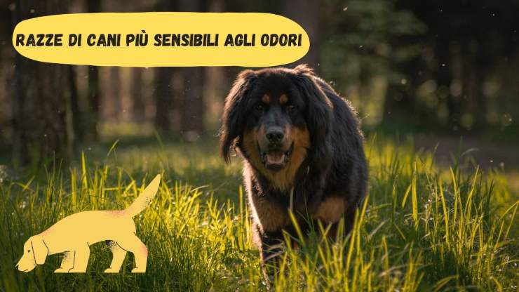 Razze di cani più sensibili agli odori