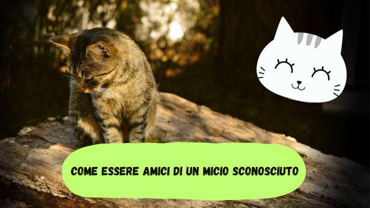 Fare amicizia con un gatto sconosciuto