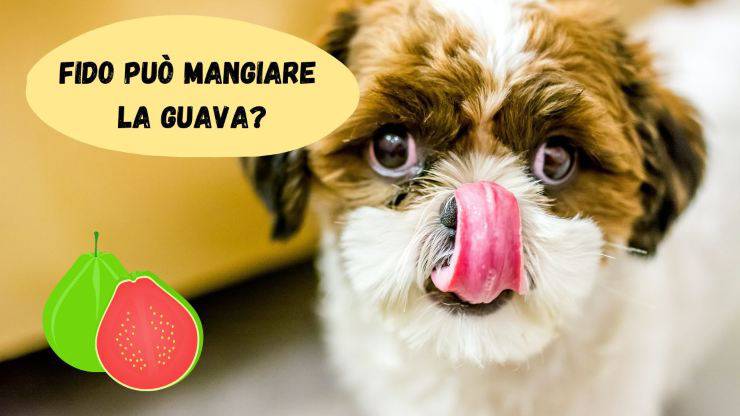 El perro puede comer guayaba.