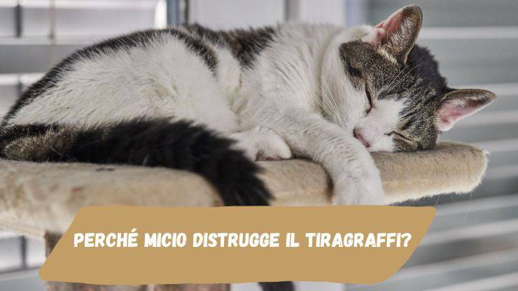 Il gatto distrugge il tiragraffi