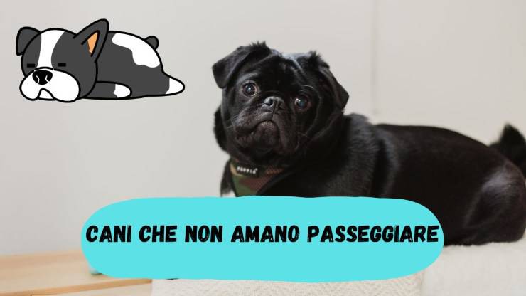 Cani che non amano passeggiare