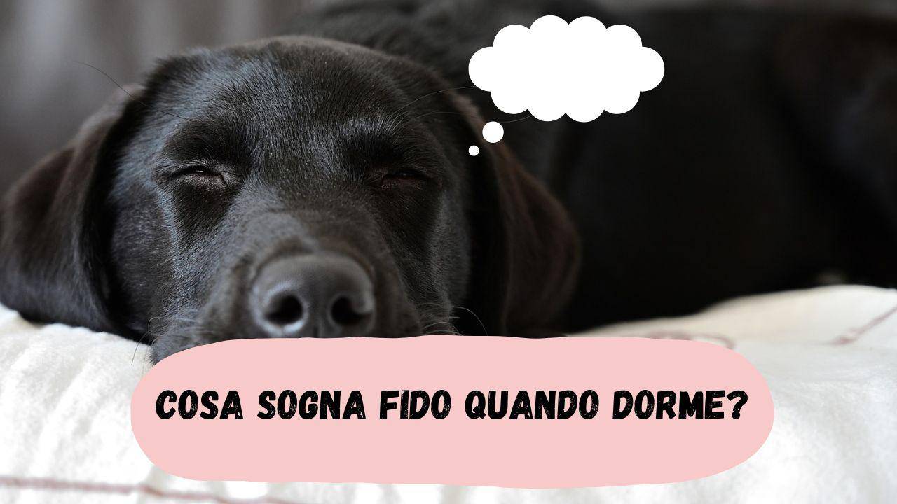 Cosa sogna il cane quando dorme come funzionano i sogni nel caro Fido