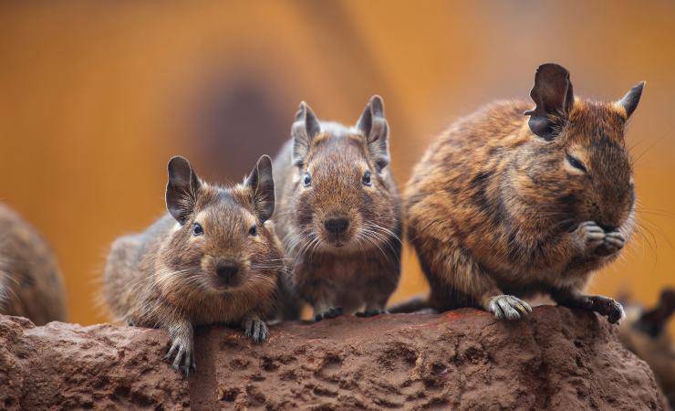 degu