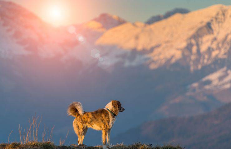 Fido passeggiata montagna