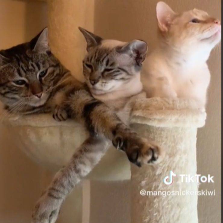 Trio inseparabile gatti fratellini
