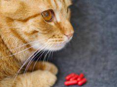 gatto e pillole