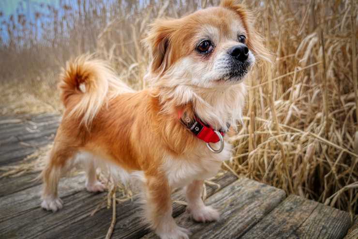 Cagnolino fermo sul ponte