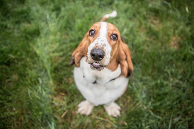 Il cane rifiuta di passeggiare