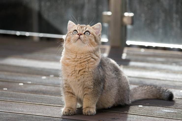 Gatto aspetta fuori casa