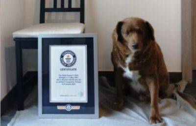 Bobi trenta anni cagnolino