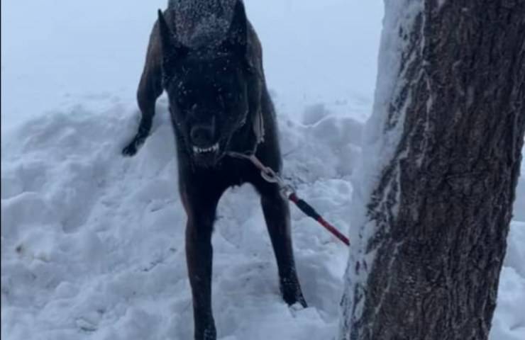 perro de nieve asustado rescatado