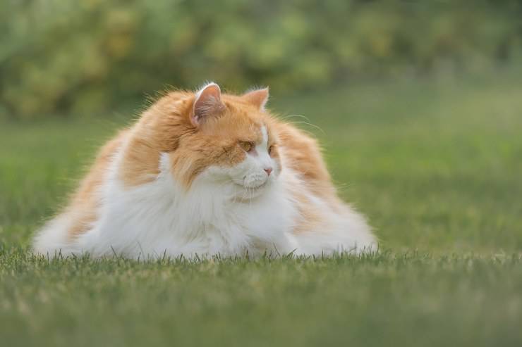 Il gatto da solo nel verde