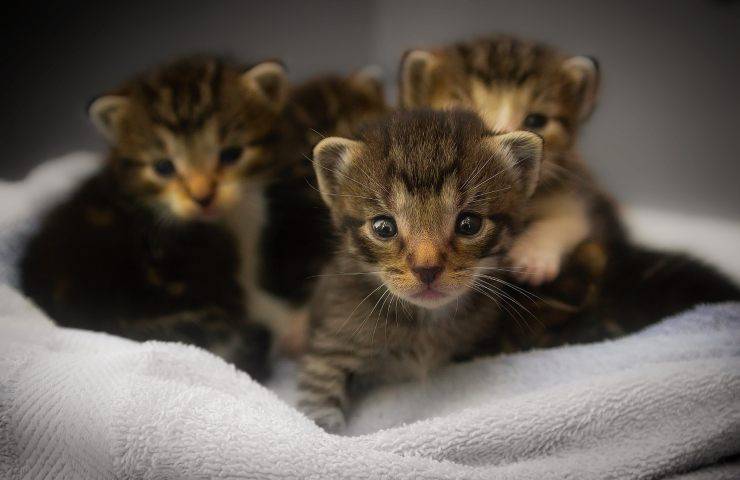 cuccioli gatto adozione asilo