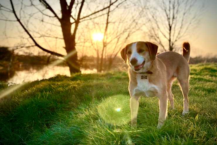 Razze canine più sensibili agli odori