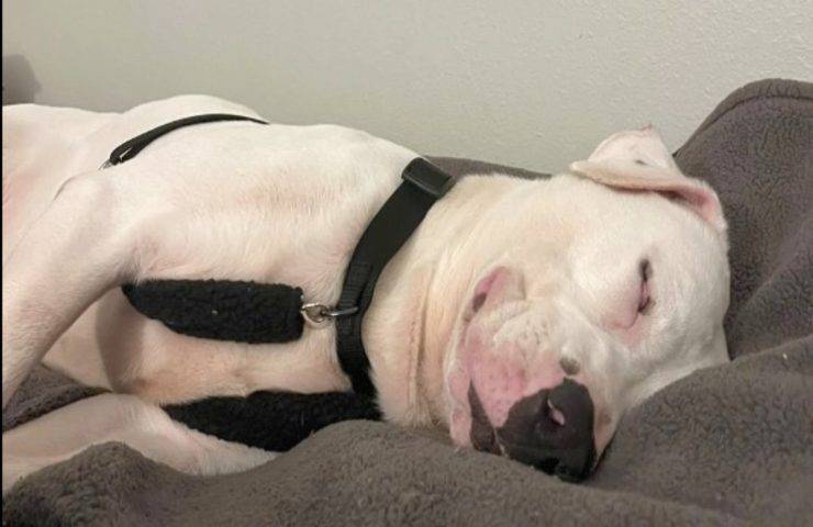 Cachorro se queda dormido sonriendo tras adopción (Foto)