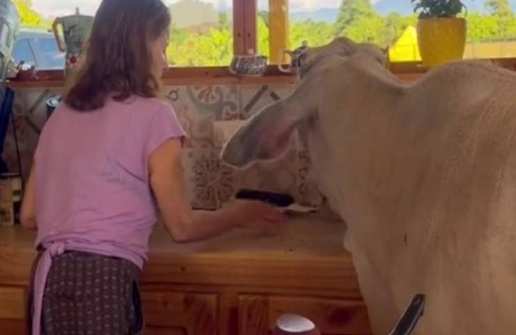 Il vitello influencer : l'animale domestico conquista tutto il web