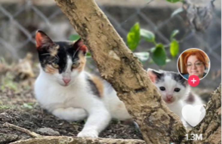 mamma gattino figlio presenta