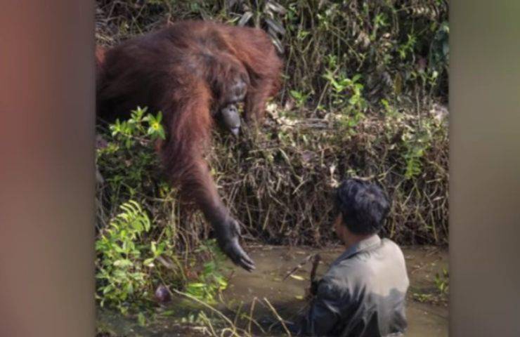 Orango salva la vita all'uomo (Screen Youtube)