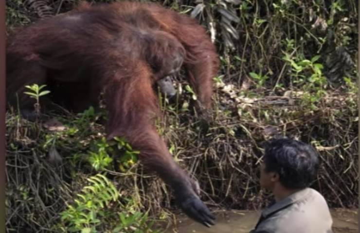 Orango salva la vita all'uomo (Screen Youtube)