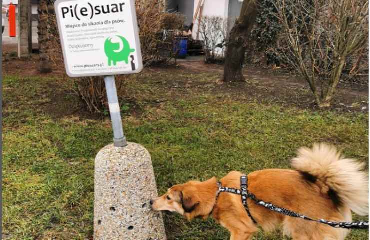 Cane annusa muretto