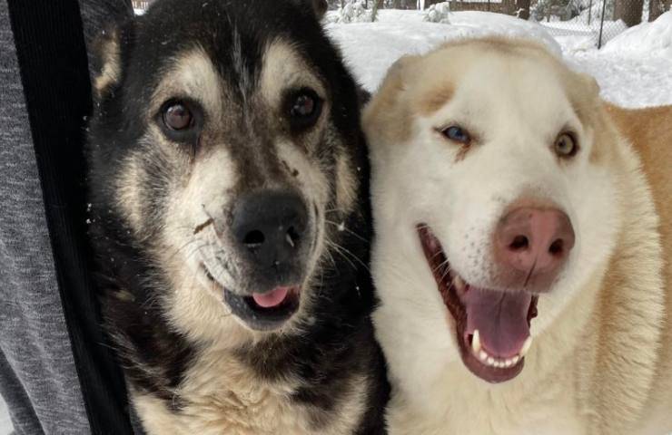 38 cani chiusi in gabbia