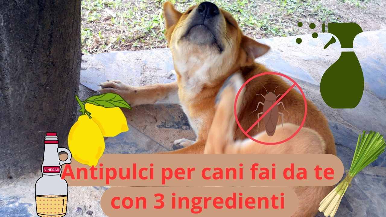 Set Pettini Antipulci Per Cani E Gatti - 4 Pettini In Acciaio Inox Per Toelettatura, Rimozione Nodi E Pulci - Foto 13