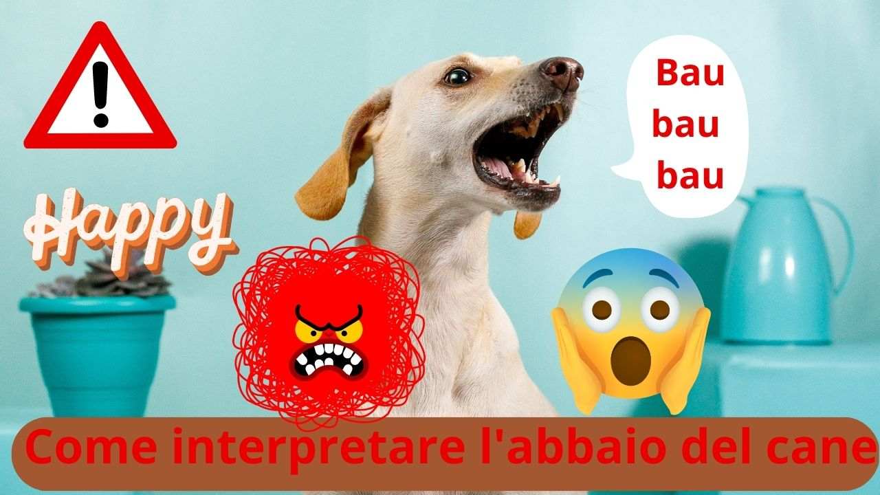 Come Fa Il Cane Bau Bau Bau
