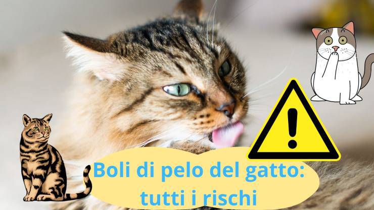 Gatto si lecca