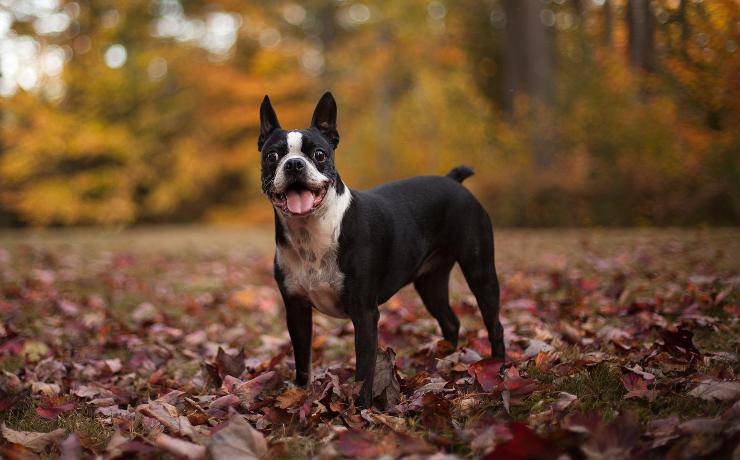 Boston terrier