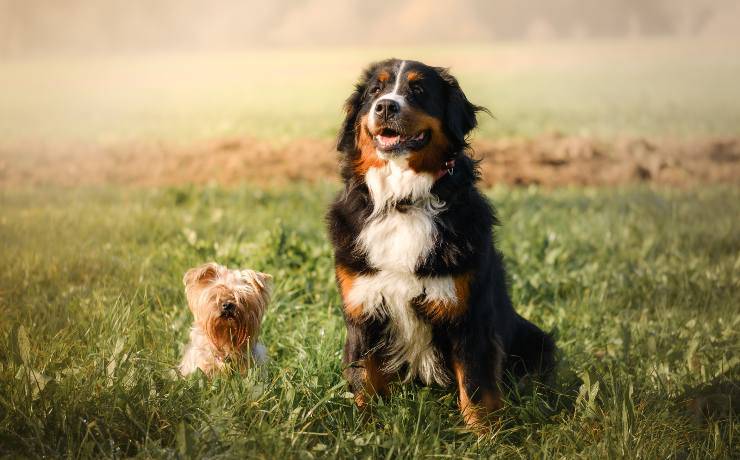 bovaro del bernese