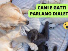 cani gatti parlano dialetto