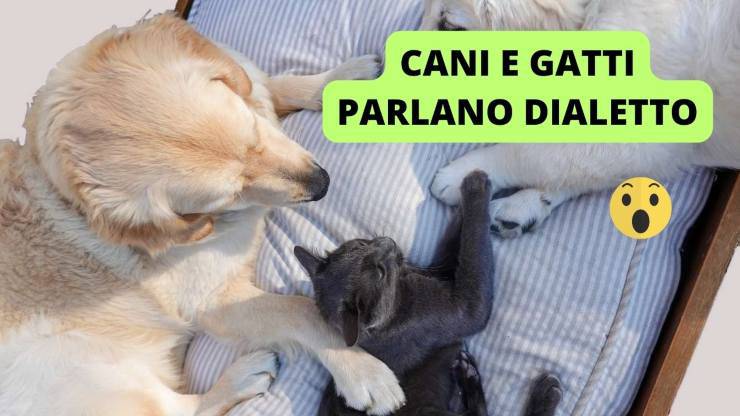 Contatto cane e gatto