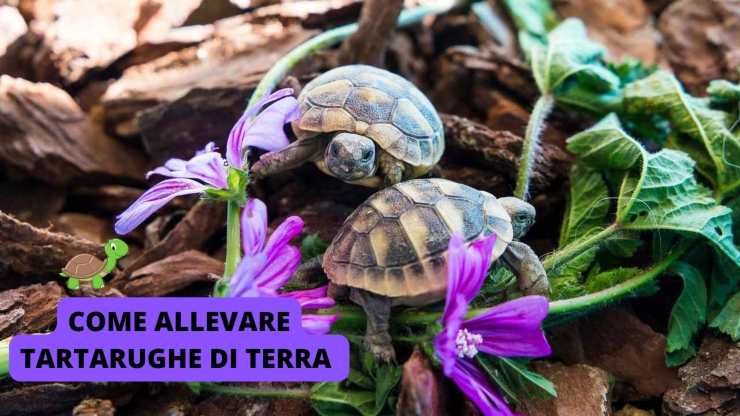 Come Allevare Tartarughe Di Terra Anche Appena Nate Come Allevare Tartarughe Di Terra Anche Appena Nate