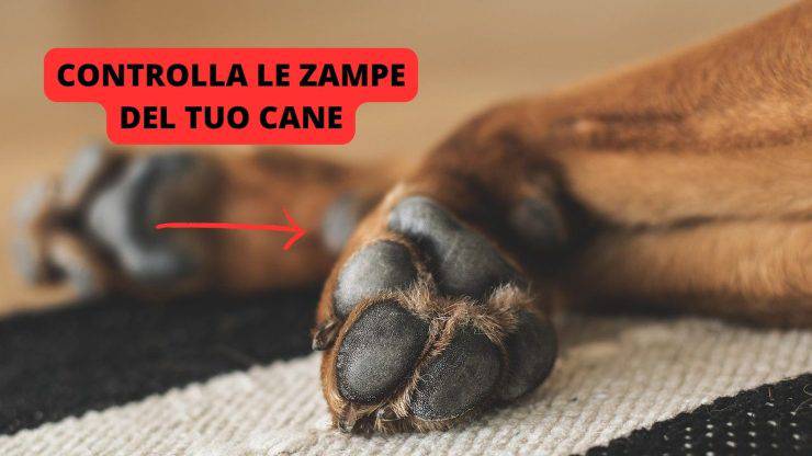 cuscinetti zampa cane 