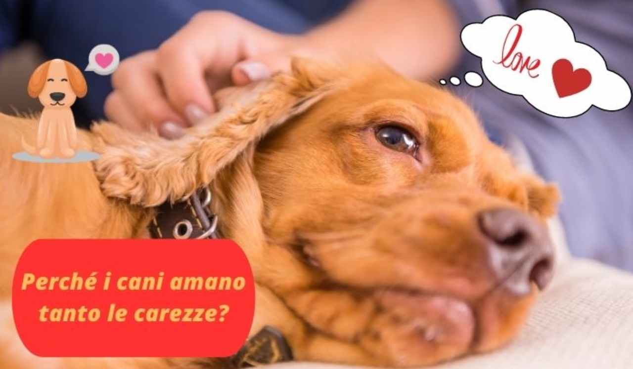 Perché i cani amano così tanto
