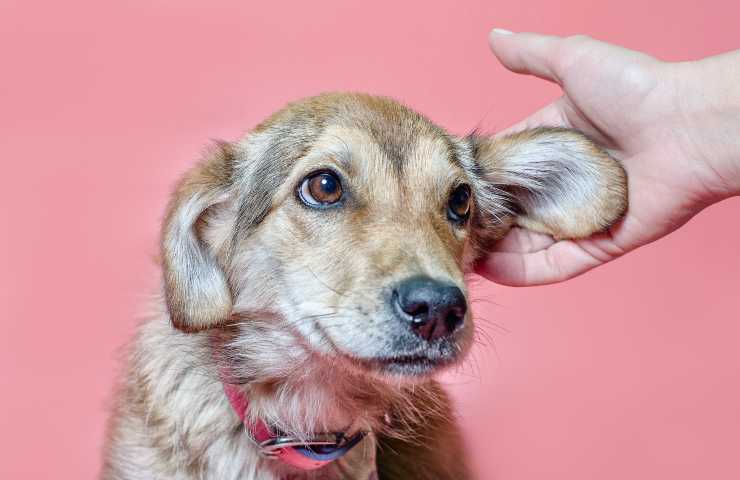 Cane con dolore all'orecchio