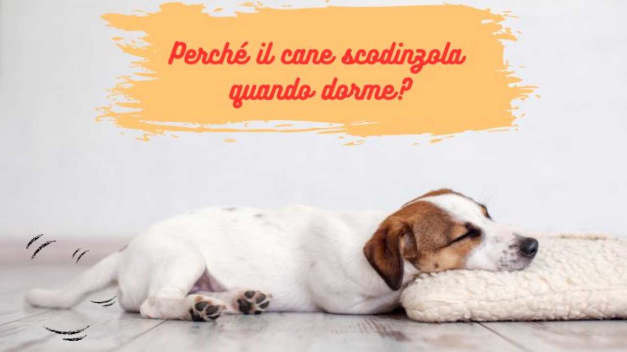 Il cane scodinzola quando dorme? Ecco il motivo del comportamento