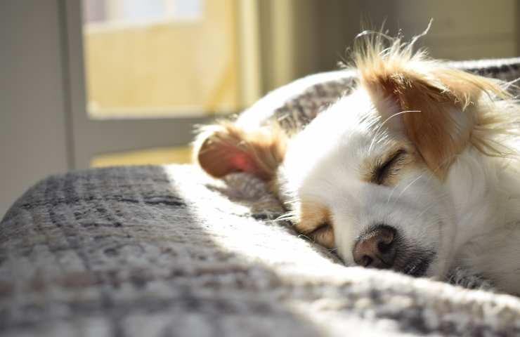 Cane dorme al sole