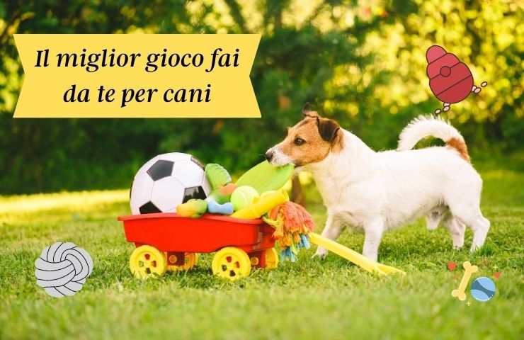 Cane e giocattoli