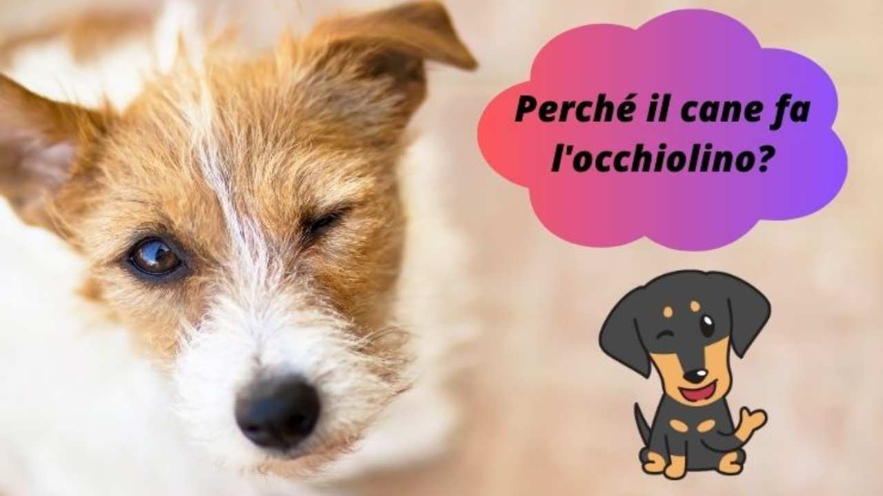 Il cane fa l'occhiolino cosa sta cercando di dirti? I possibili