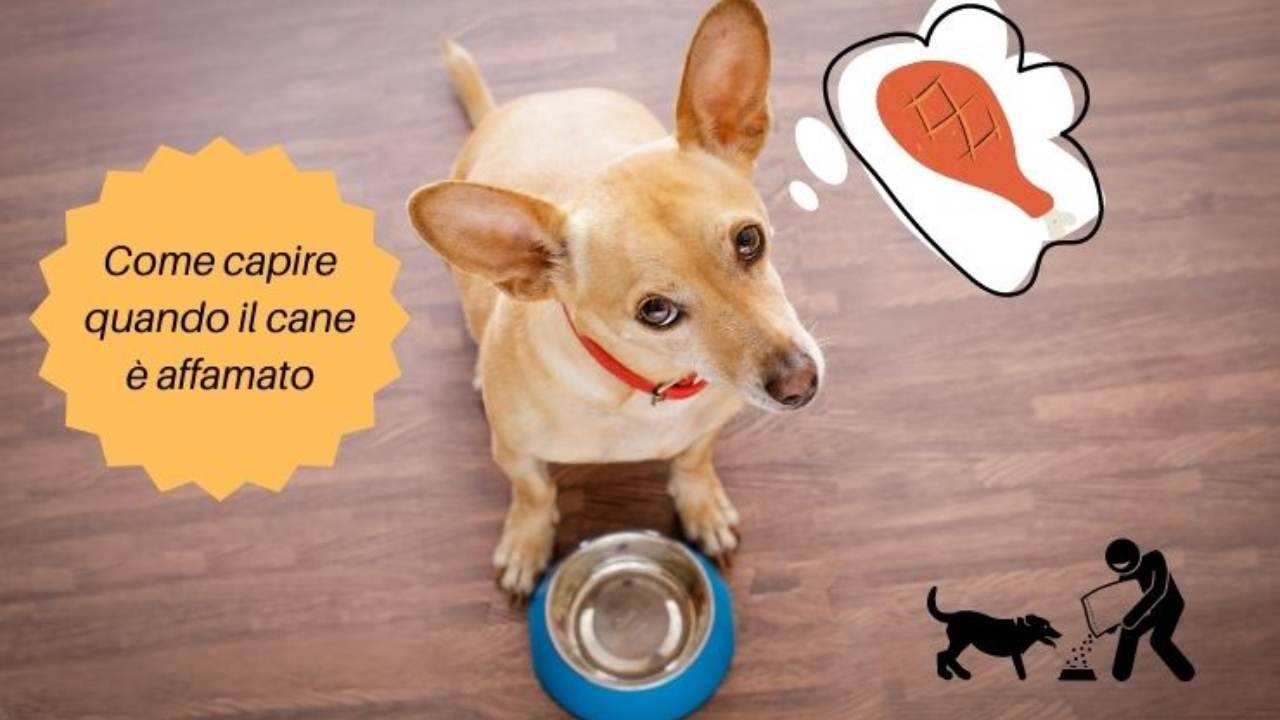 Se fa così, significa che ha fame come capire quando il cane è affamato