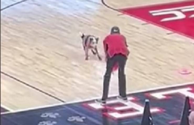 Un perro invade la cancha durante un partido de baloncesto
