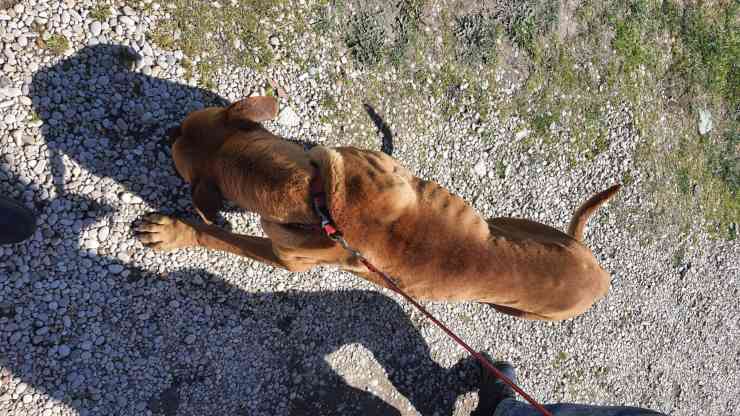 cane lasciato vecchia casa