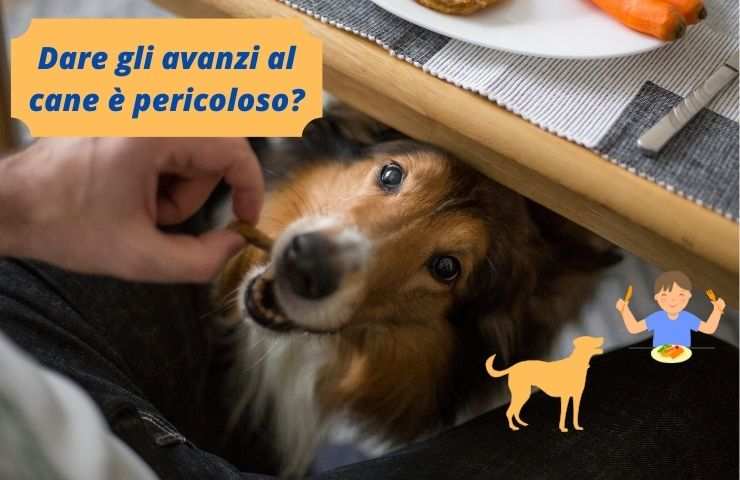 Cane mangia cibo umano