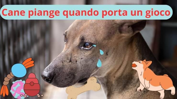 Cane in lacrime al momento del gioco