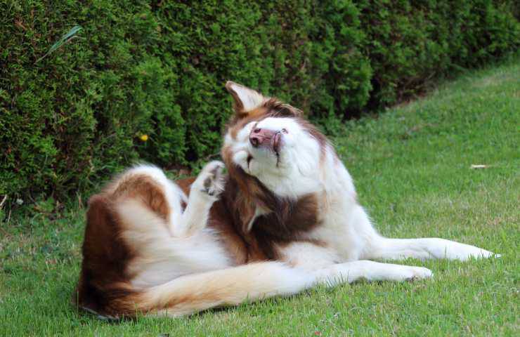 Cane si gratta l'orecchio