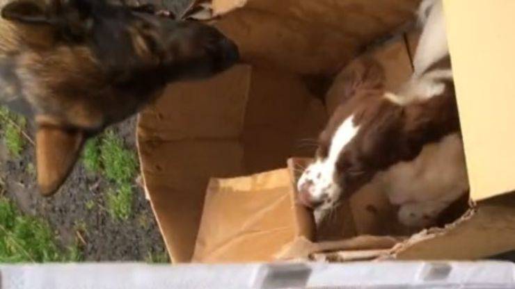 perro juega con cachorro en la caja