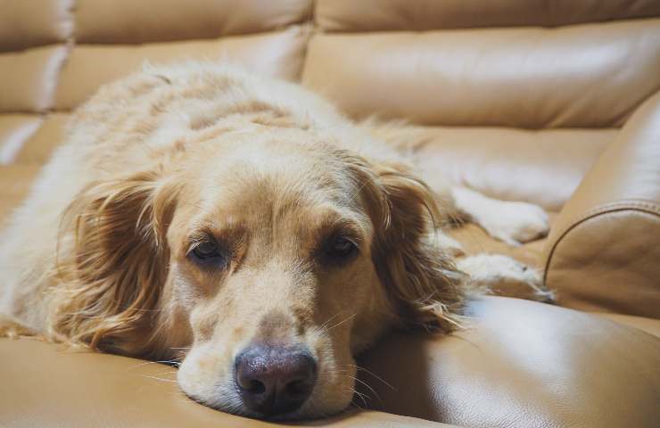 Cane sul divano 