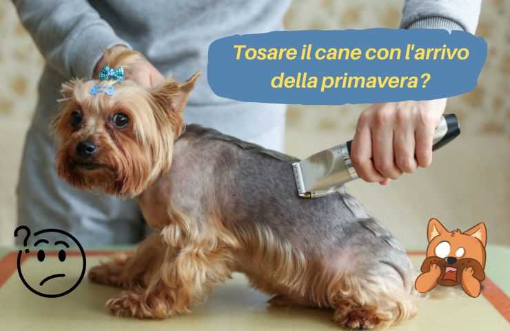 Cane taglia i peli