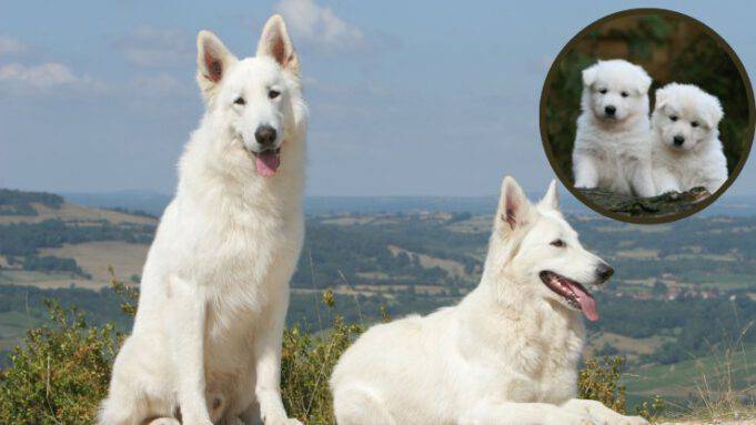 Cuccioli Di Cane Pastore Svizzero Bianco In Vendita - Annuncio N. 102606